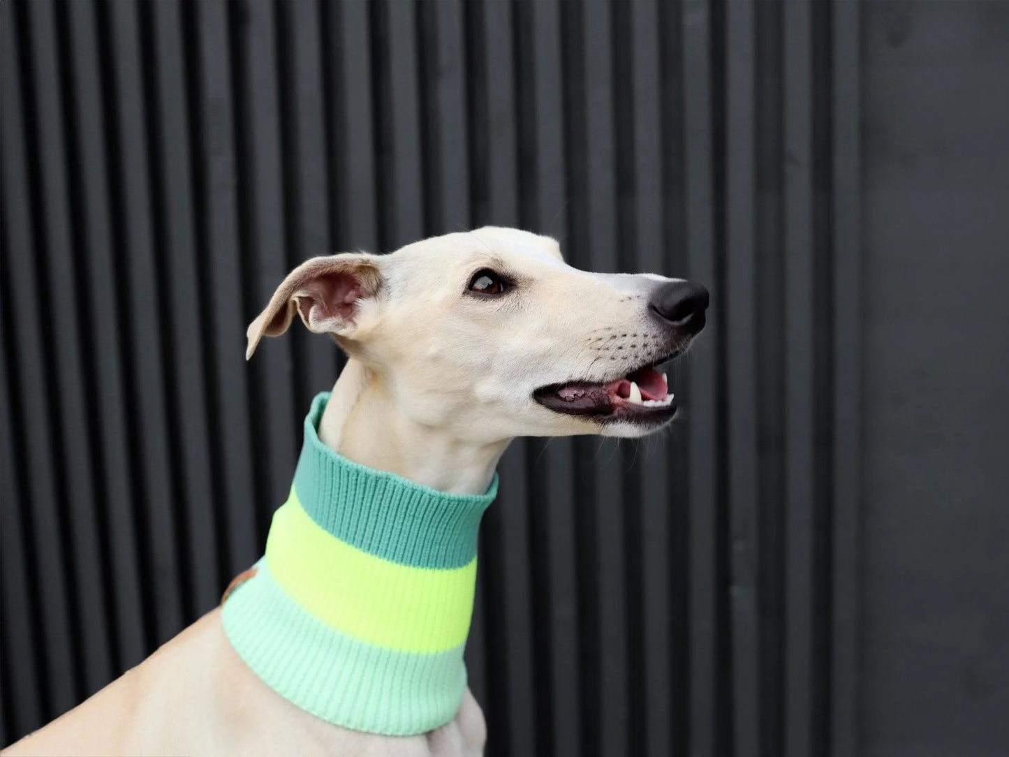 Glow Loop Neon Hundeschal – Neon Matcha (Türkis/Grün)