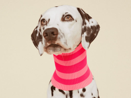 Glow Loop Neon Hundeschal – Pink Parade (Pink/Rosa)