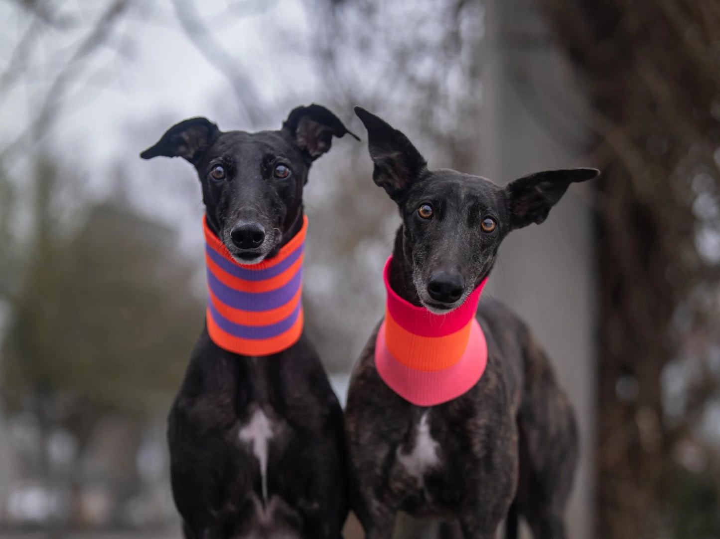 Glow Loop Neon Hundeschal – Pink Parade (Pink/Rosa)