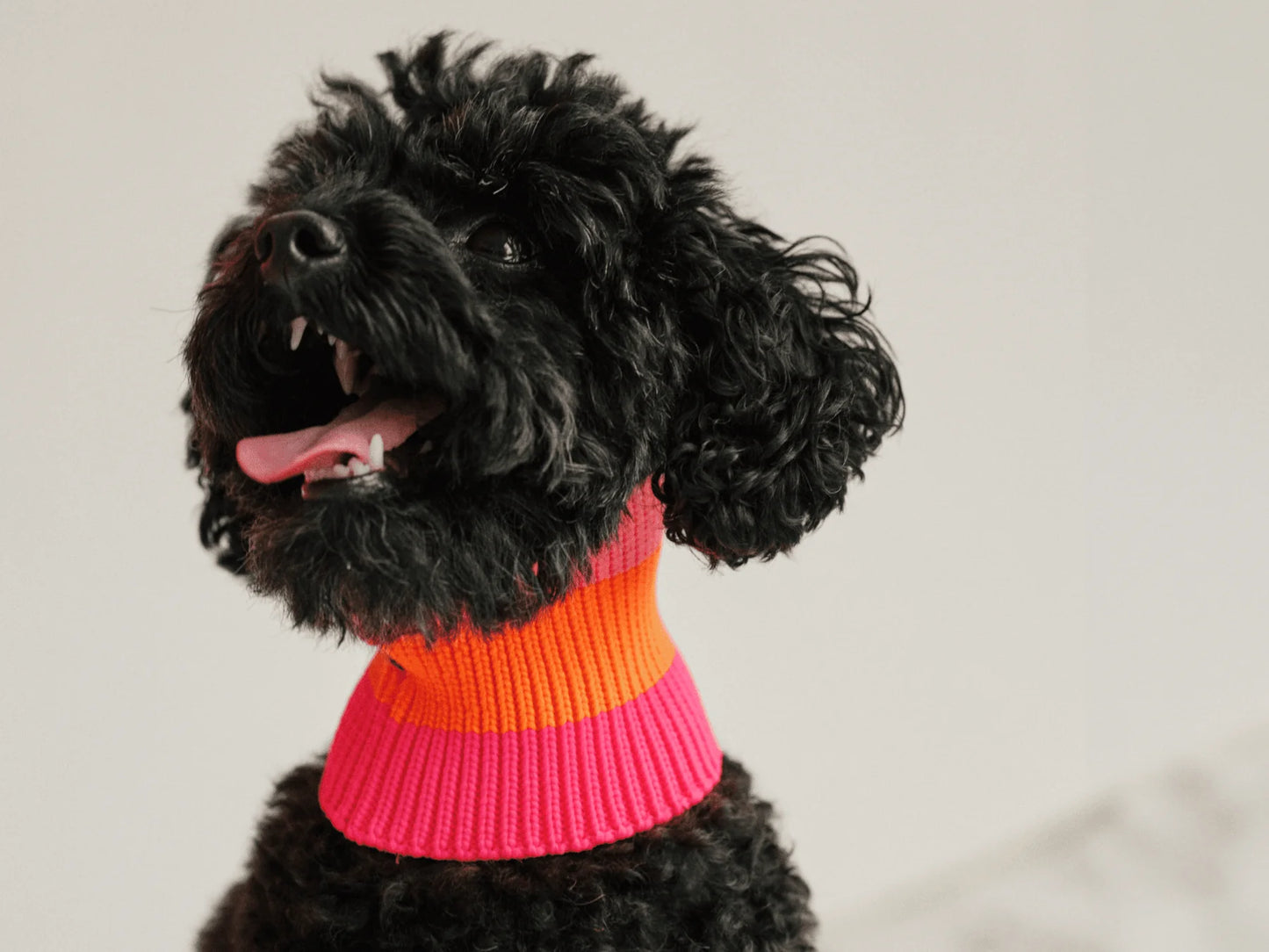 Glow Loop Neon Hundeschal – Sunny Tangerine (Pink/Orange)