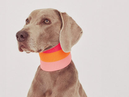 Glow Loop Neon Hundeschal – Sunny Tangerine (Pink/Orange)