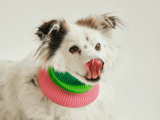 Glow Loop Neon Hundeschal – Watermelon Crush (Grün/Pink)