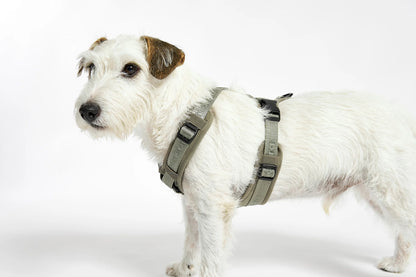 Modena Ergonomisches Hundegeschirr – Farbe Grolive