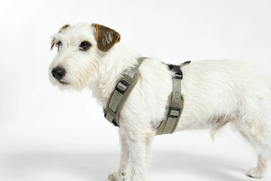 Modena Ergonomisches Hundegeschirr – Farbe Grolive
