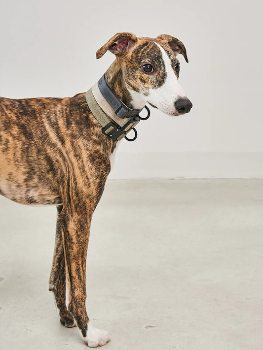 Modena Leichtes Hundehalsband – Farbe Grolive