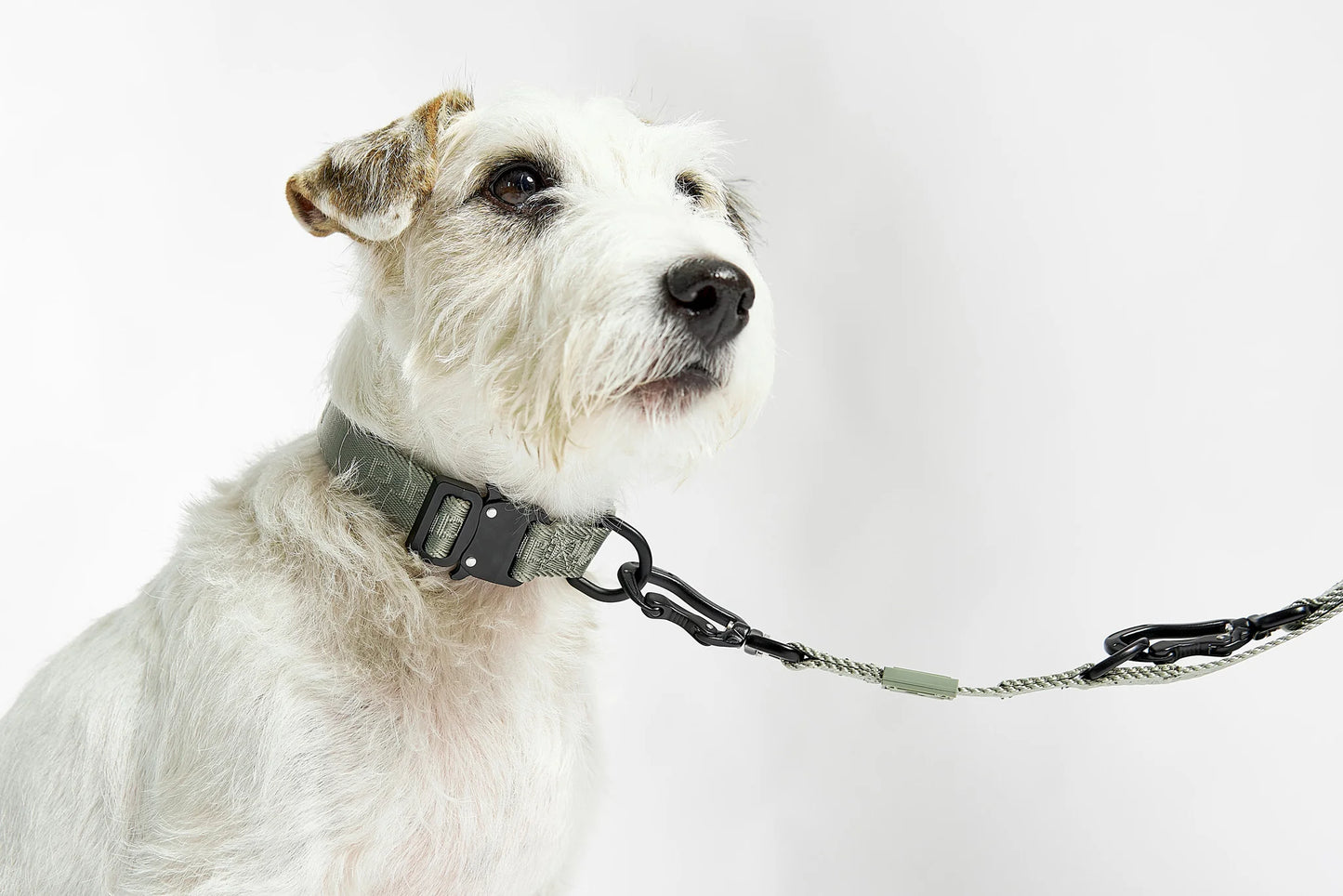 Modena Leichtes Hundehalsband – Farbe Grolive