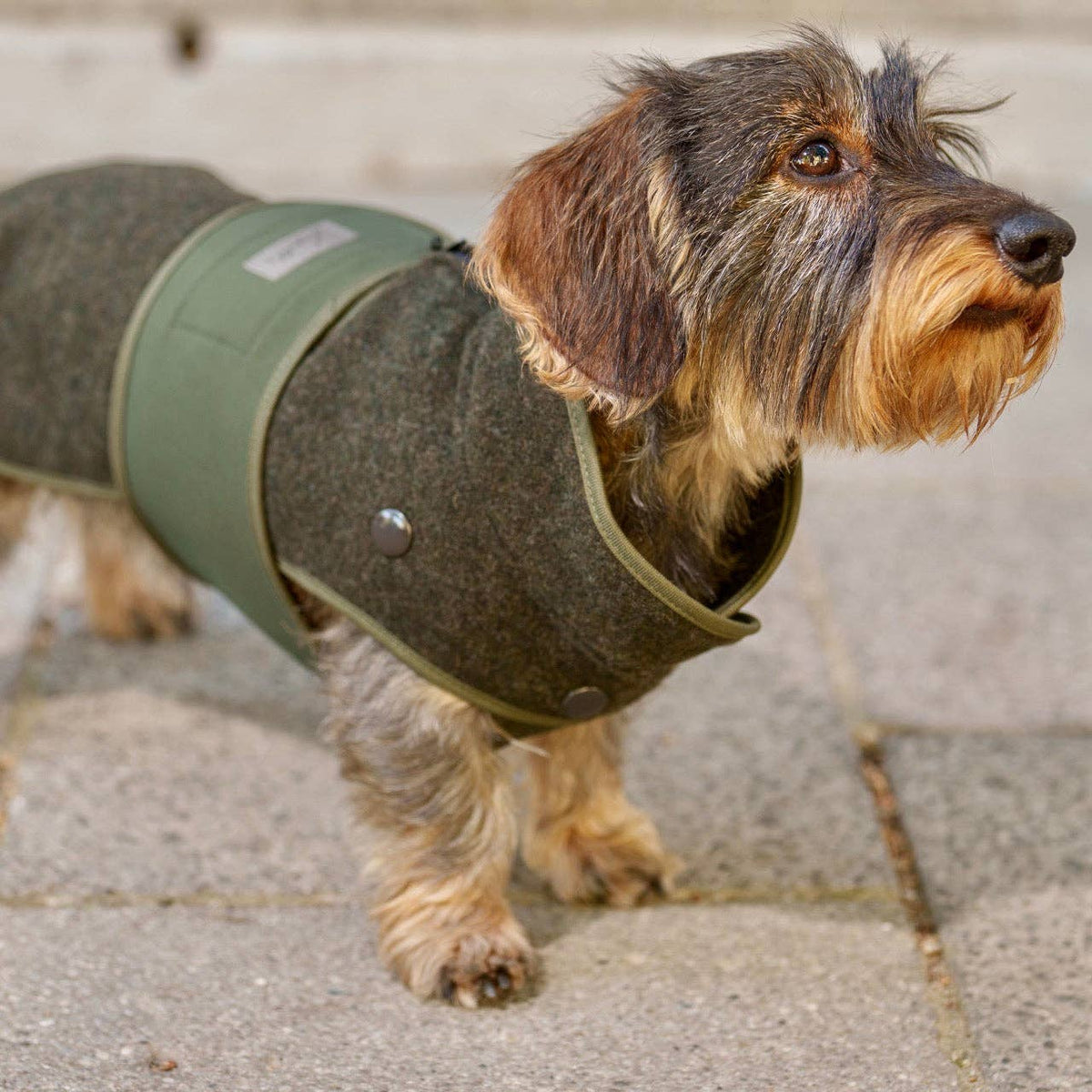 Hundemantel Loden Softshell oliv