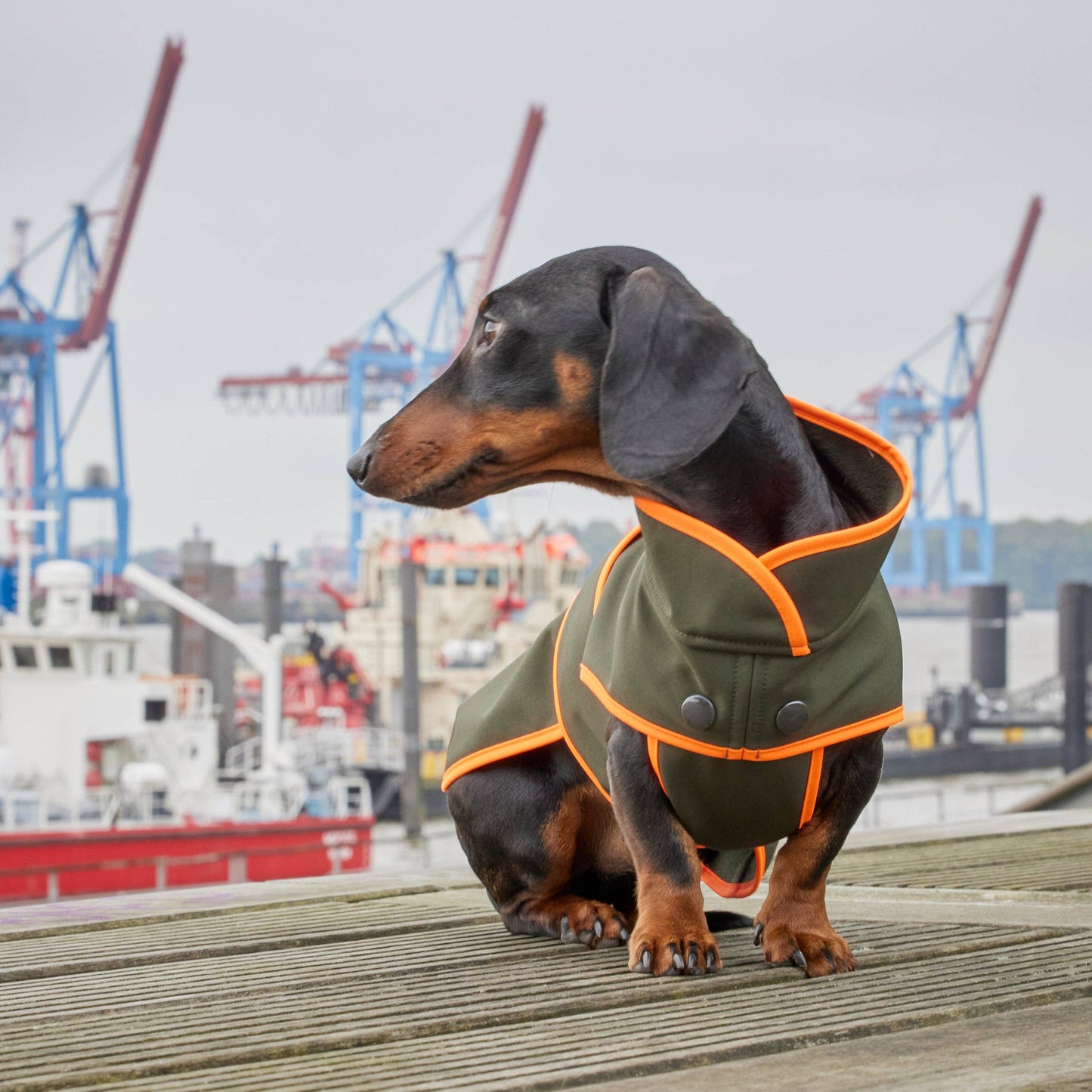 Hundemantel Dackel Softshell Handarbeit