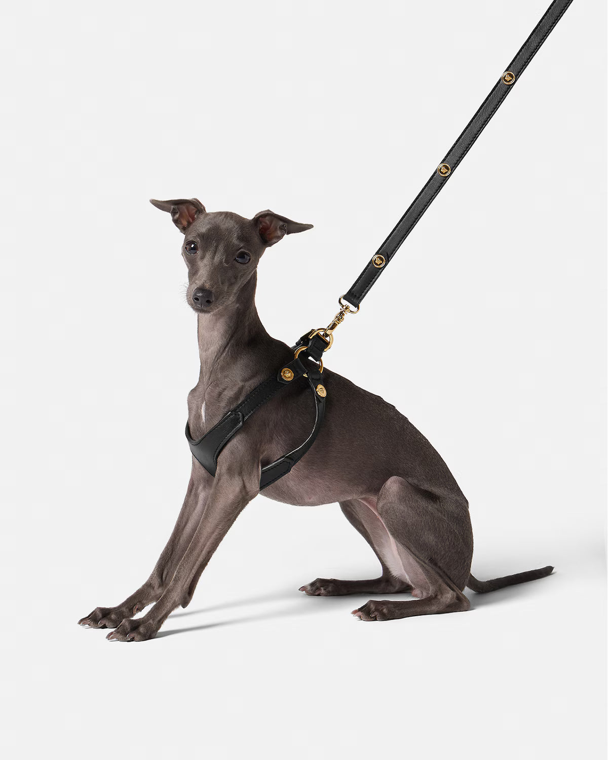 Icon Hundeleine & Hundehalsband Set aus Leder mit Medusa-Details
